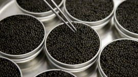 Black Caviar Desktop Wallpaper