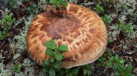 The matsutake mushrooms Pics