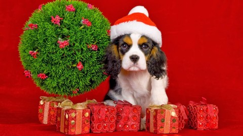 Christmas Dogs wallpapers high quality