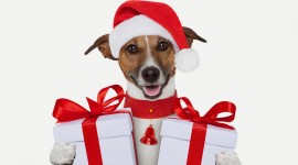 Christmas Dogs 4K Wallpaper Free
