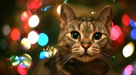 Christmas Cats Desktop Background