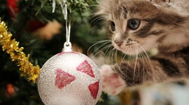 Christmas Cats Desktop Wallpaper