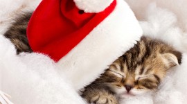 Christmas Cats Image