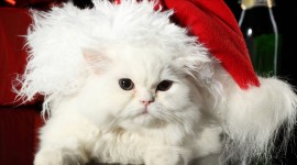 Christmas Cats Photo #3