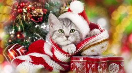 Christmas Cats Wallpaper Download