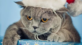 Christmas Cats Wallpaper For Android