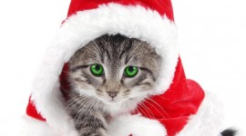 Christmas Cats Wallpaper For PC