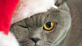 Christmas Cats Wallpaper For The Smartphone