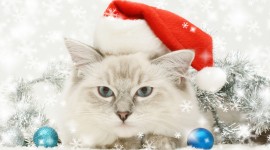 Christmas Cats Wallpaper For IPhone
