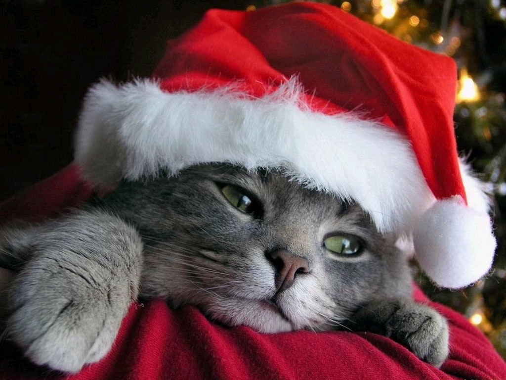 Christmas Cats wallpapers HD