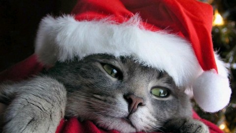 Christmas Cats wallpapers high quality
