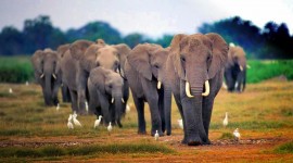 Elephants Image