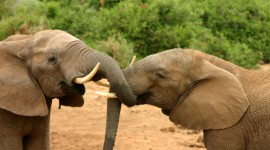 Elephants Photo Download