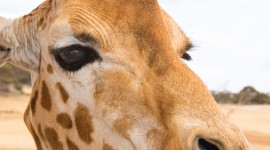 Giraffes Desktop Wallpaper For Android