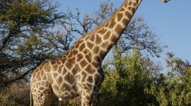Giraffes Desktop Wallpaper For IPhone