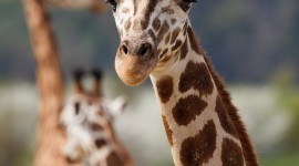 Giraffes Desktop Wallpaper For The Smartphone