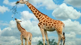 Giraffes Desktop Wallpaper Free