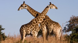Giraffes Photo