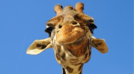 Giraffes Photo Download