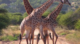 Giraffes Photo Free