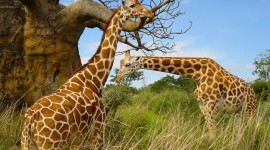Giraffes Wallpaper Free