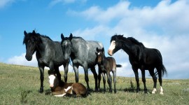 Horses Desktop Wallpaper