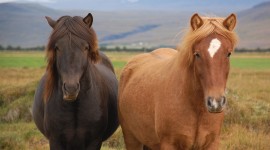 Horses Desktop Wallpaper For PC