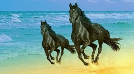 Horses Image