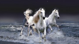 Horses Picture