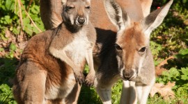 Kangaroo Desktop Wallpaper For Android
