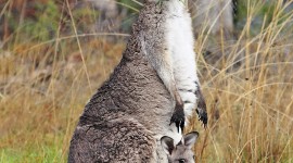 Kangaroo Desktop Wallpaper For IPhone
