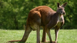 Kangaroo Photo Download