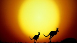 Kangaroo Picture Download