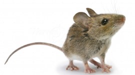 Mouse Photo Download