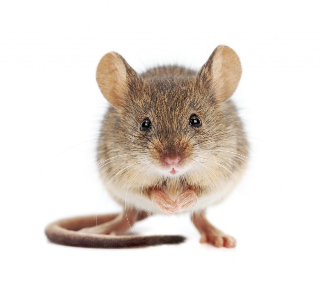 Mouse wallpapers HD