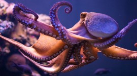 Octopus Image