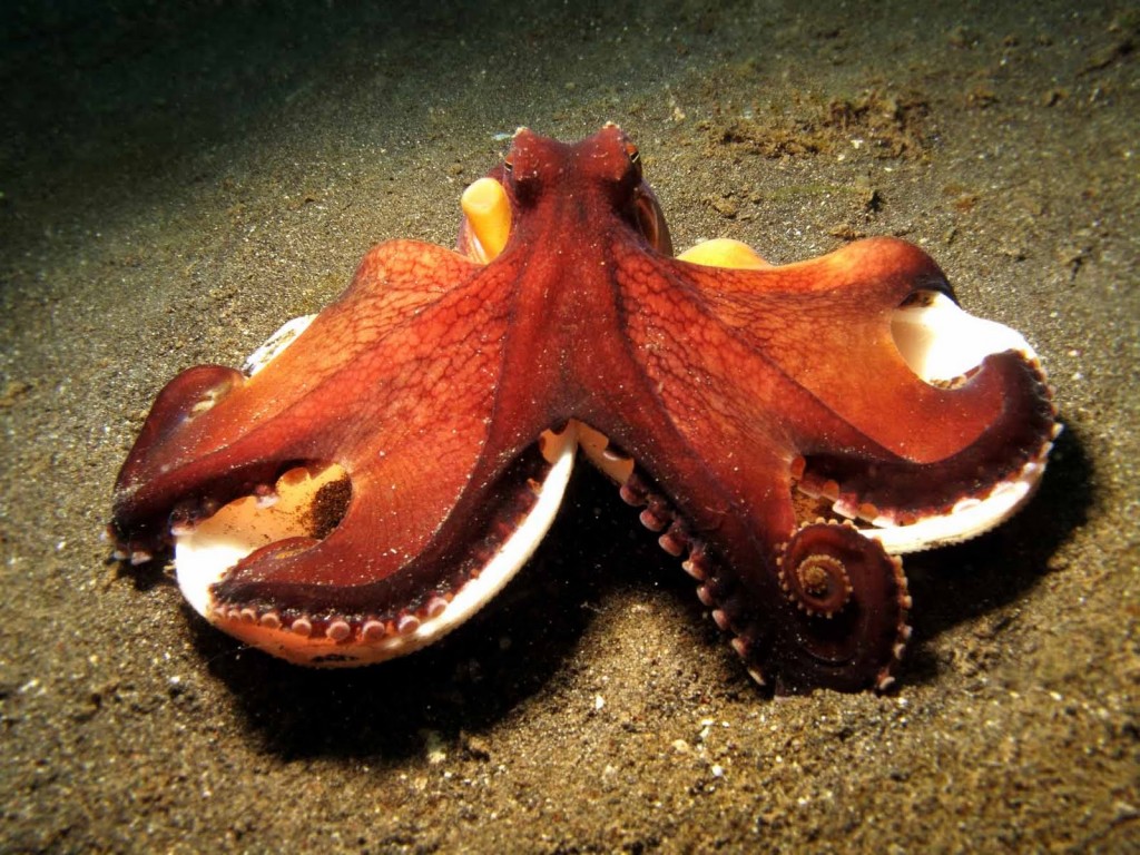Octopus wallpapers HD