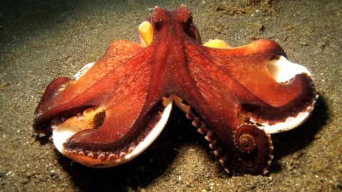 Octopus wallpapers high quality