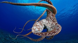Octopus Wallpaper 1080p