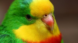 Parrots Desktop Wallpaper