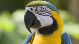 Parrots Photo