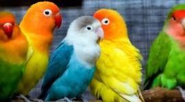 Parrots Picture