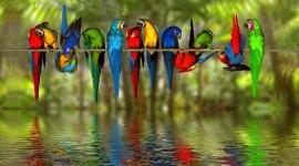 Parrots Wallpaper Background