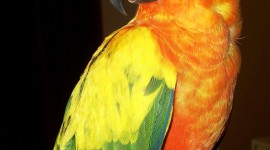 Parrots Wallpaper For Android