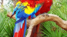Parrots Wallpaper For IPhone