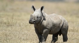 Rhinos Image Download