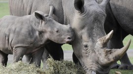 Rhinos Photo