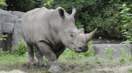 Rhinos Photo Download