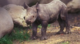 Rhinos Photo Free