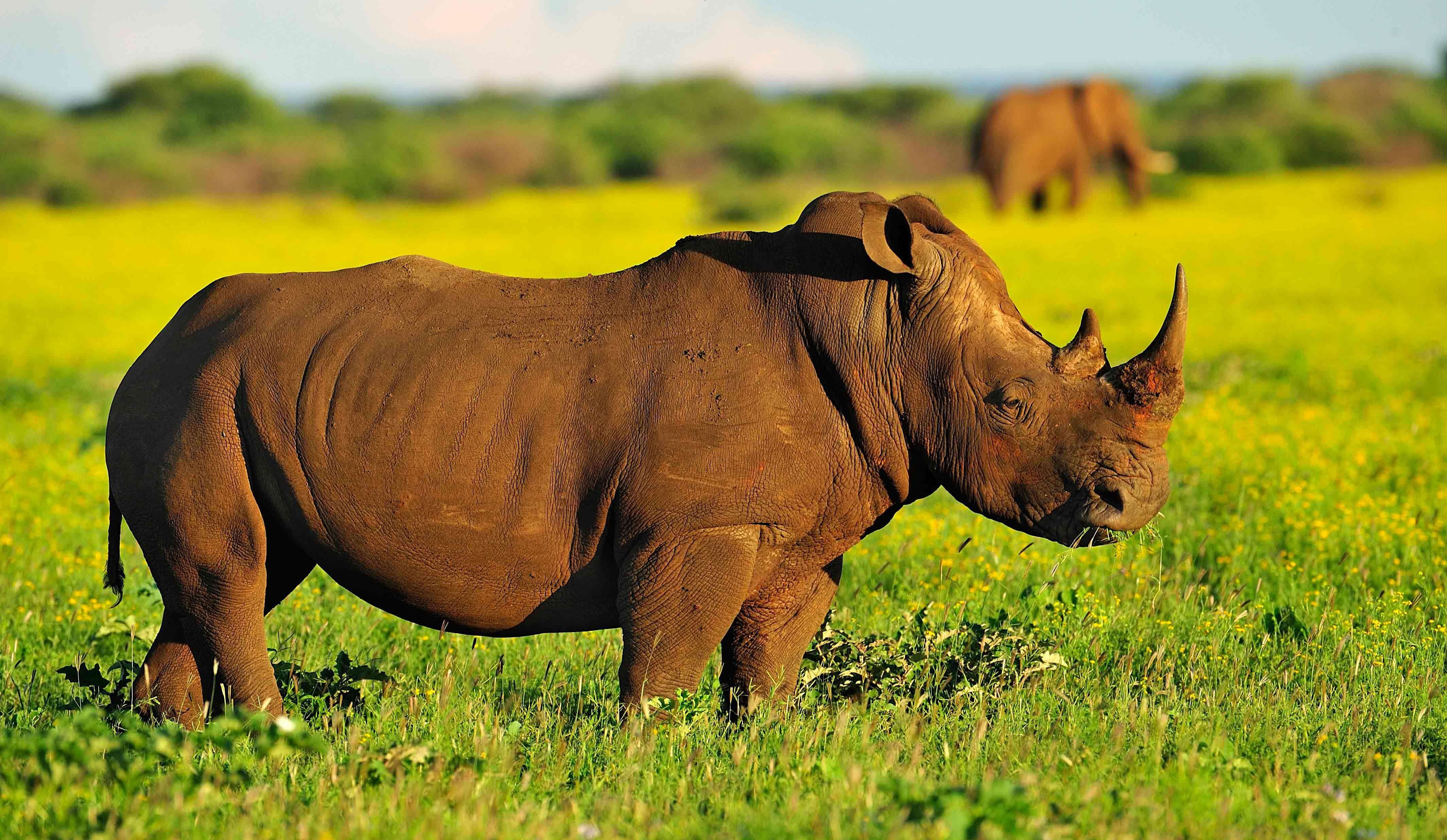 rhinoceros download
